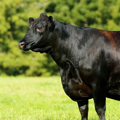 Black Angus Cattle Cow