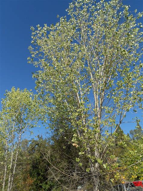 Autumn Season: Cottonwood Tree - Homeschool Nature Study