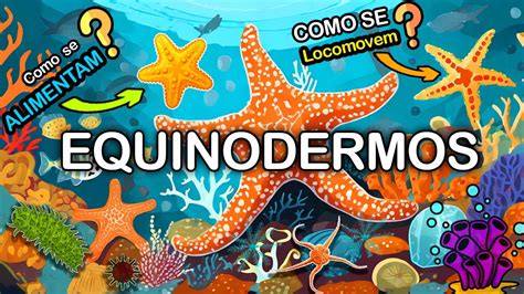 Equinodermos As Fascinantes Criaturas Marinhas Youtube