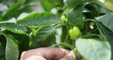 How To Grow Hydroponic Peppers Everything You Need To Know