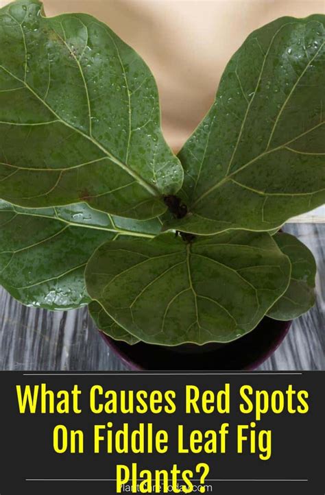 What Causes Red Spots On Fiddle Leaf Fig Plants