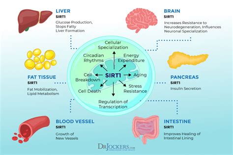 Sirtuins Benefits And How To Activate Them 2023