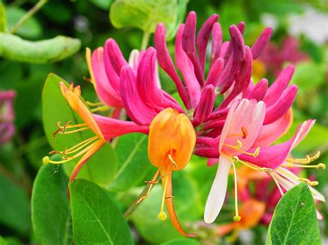 How To Grow And Care For Honeysuckle Our Ultimate Guide Love The Garden