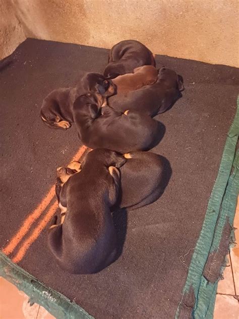 Doberman Europeu Pernes Olx Portugal