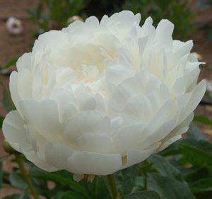 Elsa Sass Peony Fragrant White Double Flowers