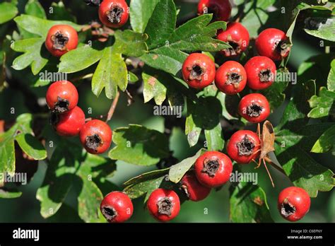 Common Hawthorn Crataegus Monogyna At The End Of The Summer With Its