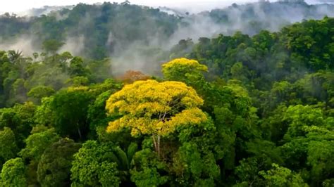 forest amazon rainforest  video  pixabay