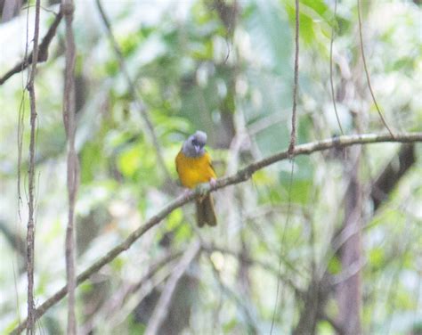 Scott's Images: Osa Peninsula Wildlife