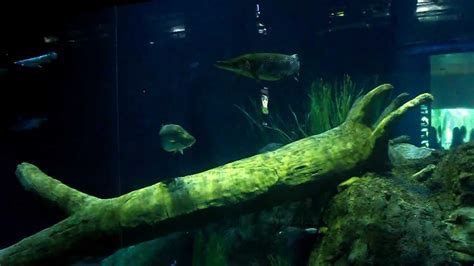 Alligator Gar At The Tennessee Aquarium In Chattanooga River Giants