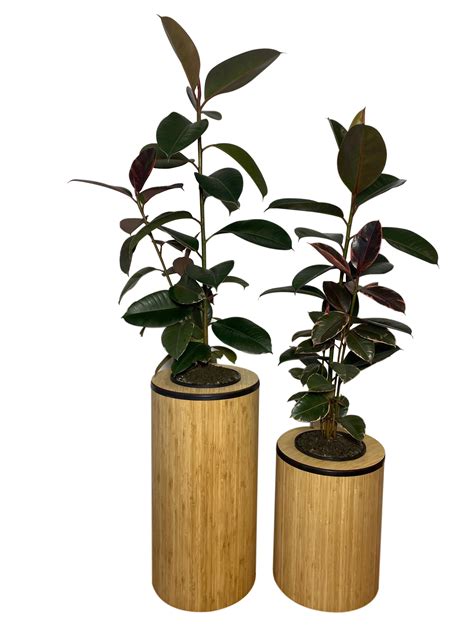 Bamboo Planter Fantastic Plants