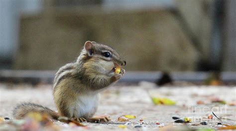 Young Chipmunk Eating Corn Kernel Photograph by Scott D Van Osdol