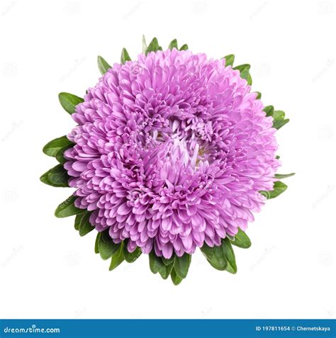 Beautiful Bright Aster Flower on White Background Stock Photo - Image