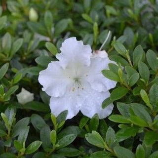 Gumpo White Azalea - Groundcover White Flowering Azalea — PlantingTree™