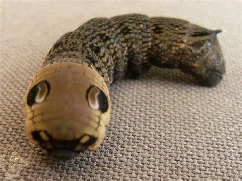 Elephant Hawk Moth Caterpillar : Grows on You