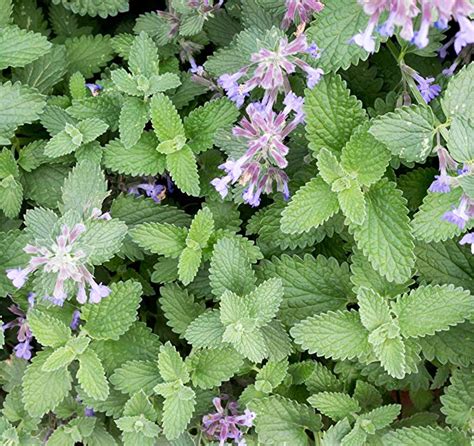 Herbs That Repel Rabbits The Organic Goat Lady