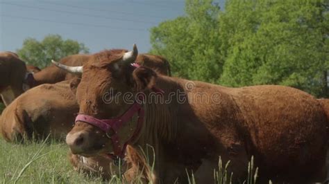 Una Mucca Sdraiata Sull Erba Batte Le Orecchie E Spinge Via Uno Sciame