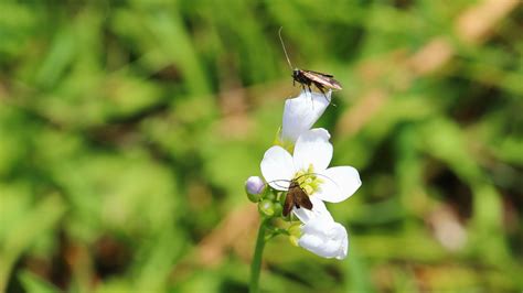 Pinksterbloemlangsprietmot Cauchas Rufimitrella Ed Rendum Flickr