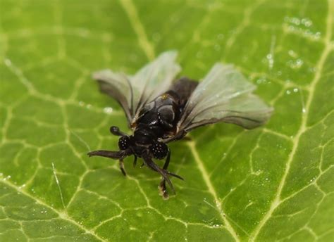 Twisted-wing Insects (Order Strepsiptera) · iNaturalist NZ