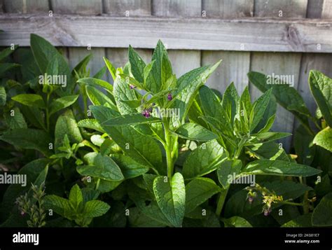 A Look At Life In New Zealand My Organic Edible Garden Comfrey