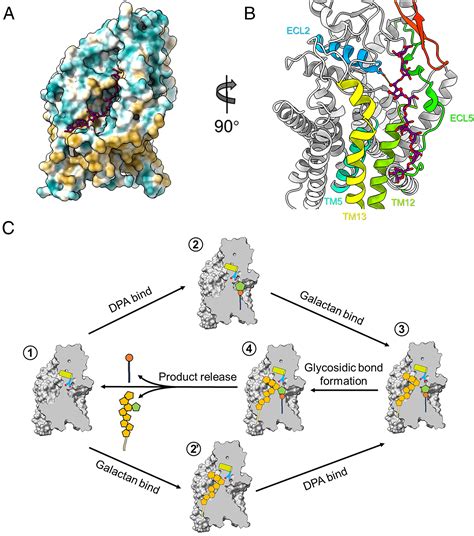 Structure Of The Priming Arabinosyltransferase AftA Required For AG