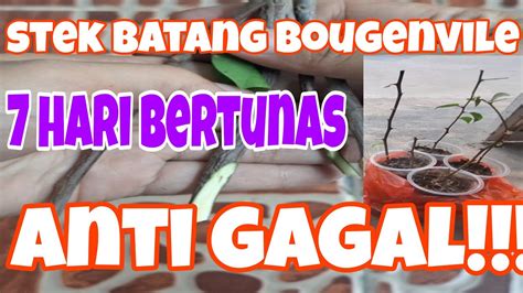 Cara Memperbanyak Bougenville Dengan Stek Batang Stek Batang