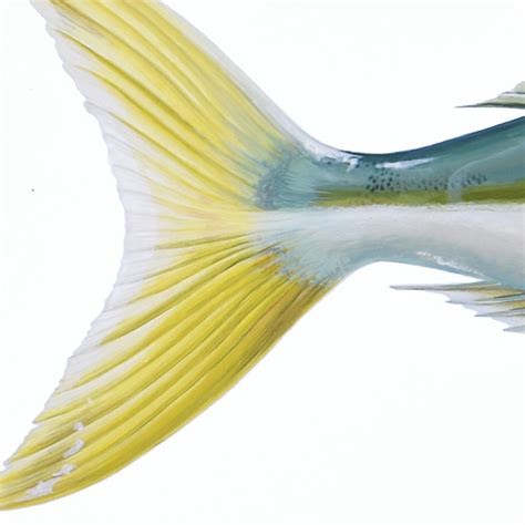 Yellowtail Kingfish Scientific Fish Illustration Art Lovers Australia