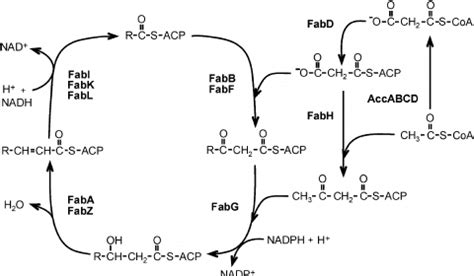 Bacterial Fas Ii Fatty Acid Synthesis Pathway Acetyl Coa Carboxylase