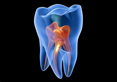 La Pulpa Dental Funciones Y Significado En La Salud Bucal Cl Nica