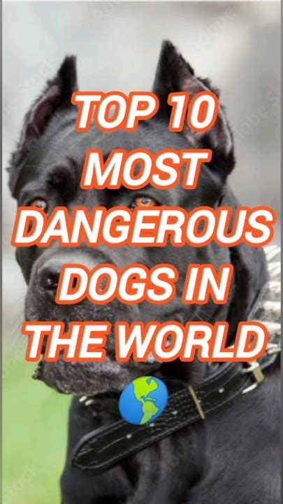 Top 10 Dangerous Dogs In The World 😱shorts Dog Top10 Youtube