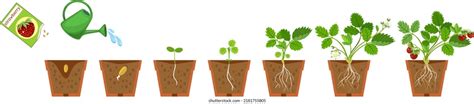 Life Cycle Strawberry Plant Growth Stages Stock Vector Royalty Free