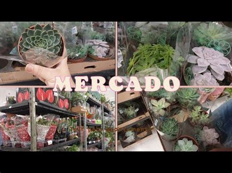 PLANTAS DO MERCADO E PREÇOS SEMPRE ACHAMOS UMA QUE NÃO TEMOS plantas