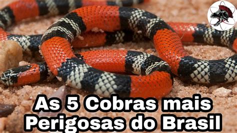 As 5 Cobras Mais Perigosas do Brasil Biólogo Henrique o Biólogo das