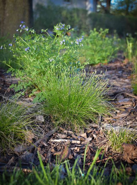 Fox Sedge (Carex vulpinoidea) 3-pack of pots — Blazing Star Gardens