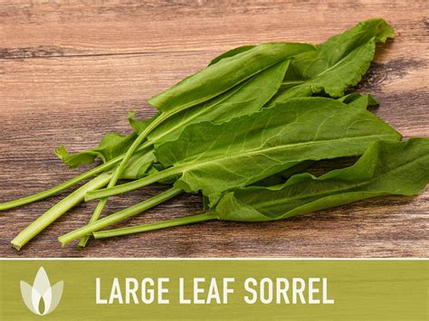 Sorrel Large Leaf Heirloom Herb Seeds Culinary Herb - Etsy