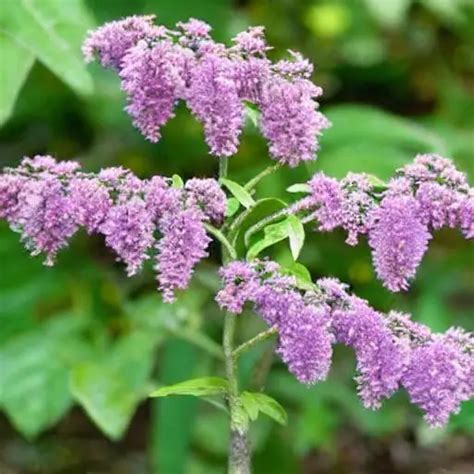 How To Deadhead Butterfly Bush Master The Art Of With Us