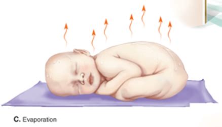 Ch 17 Newborn Transitioning Exam 3 Flashcards Quizlet