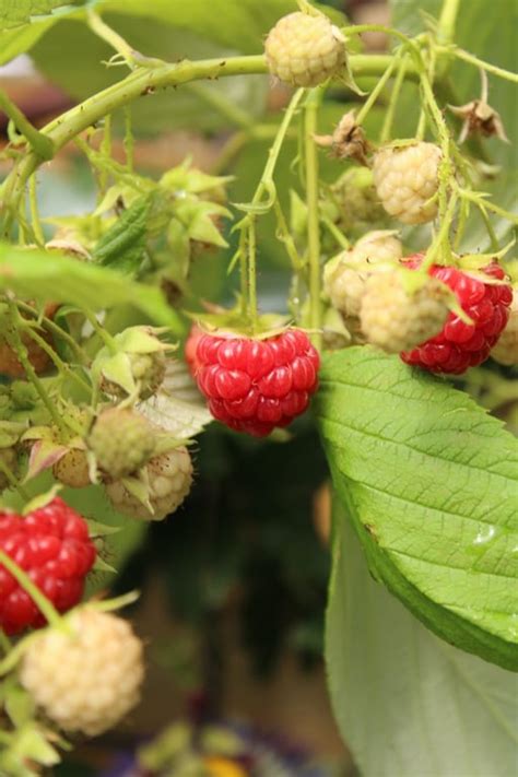 Rubus Idaeus Autumn Bliss Framboos Kwekerij De Koekoek