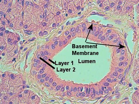 Stratified Cuboidal Epithelium Labeled