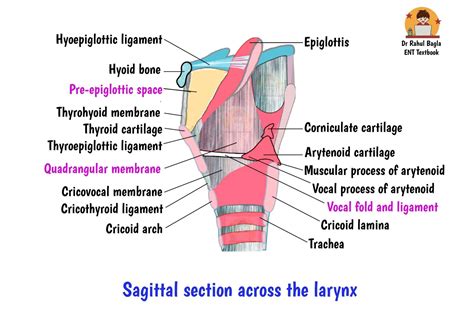 anatomy  larynx sinus  morgagni pre epiglottic space  boyer