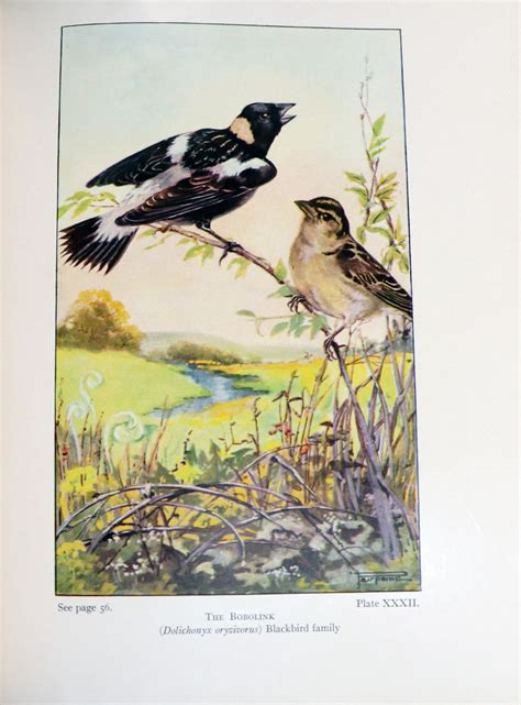 The Bird Book; Bird Neighbors and Birds that Hunt and are Hunted by