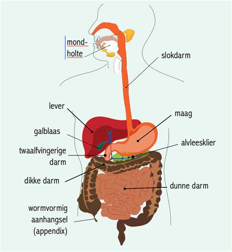 Anatomie Menselijk Lichaam