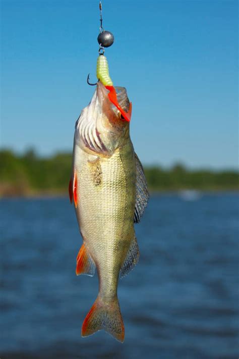 Yellow Perch Fishing: Simple Techniques and Tips - Best Fishing in America