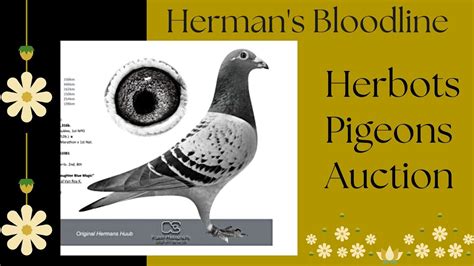 Herman S Top Class Racing Pigeon Bloodline For Sale In Herbots