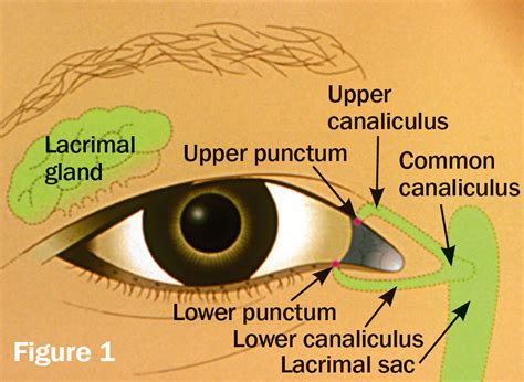 Anatomy Of The Lacrimal Apparatus Illustration Iceh Publ Flickr