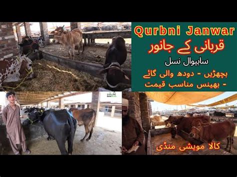 Qurbani Ke Janwar Milk Cow Buffalo Gaye Bachde Cow Calf Kala