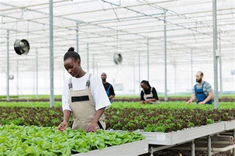 Groupe Occupé D agriculteurs Qui Cultivent Des Légumes feuilles