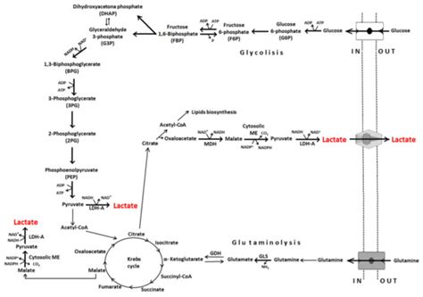 Cancers Free Full Text Lactate In The Tumor Microenvironment An