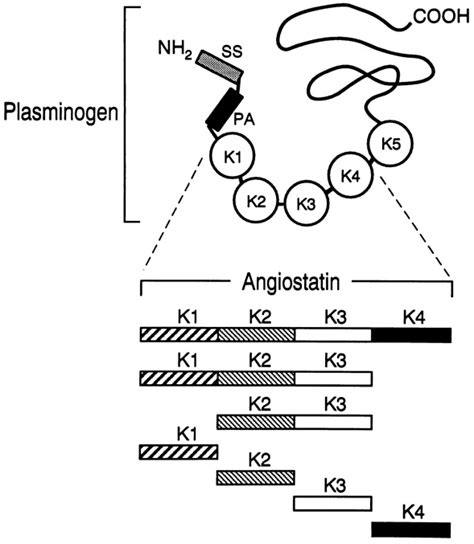 Kringle Domains Of Human Angiostatin Journal Of Biological Chemistry