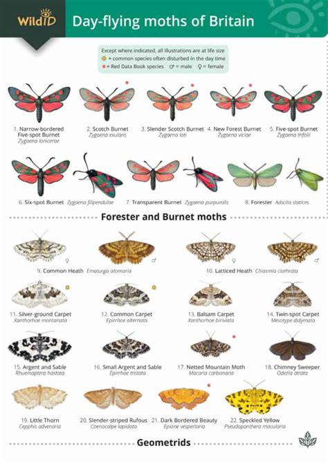 British Day Flying Moths Identification Guide Fsc Moths Guide