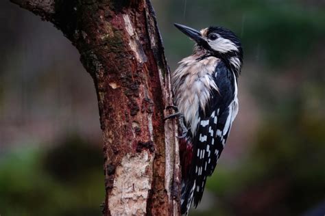 Vroege Vogels Foto Vogels Grote Bonte Specht